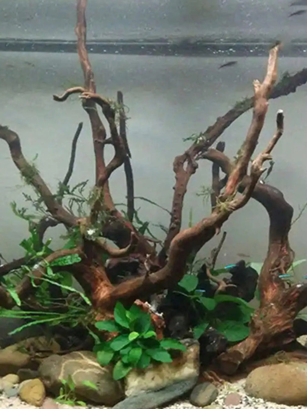Tree Trunk Micro Landscape Reptile Cylinder Fish Tank Ornament Cuckoo Roots Aquarium Decoration Natural Driftwood Dead-wood